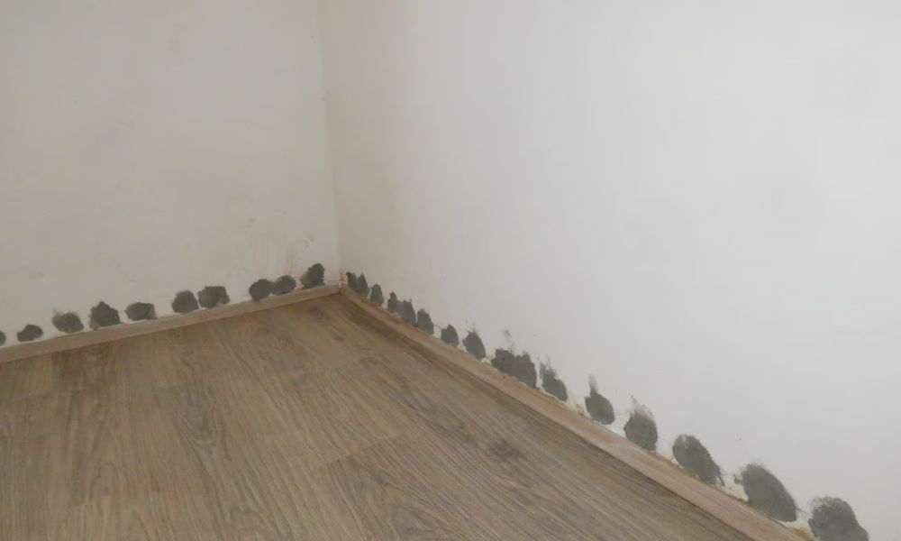 Sanierung feuchter Wände